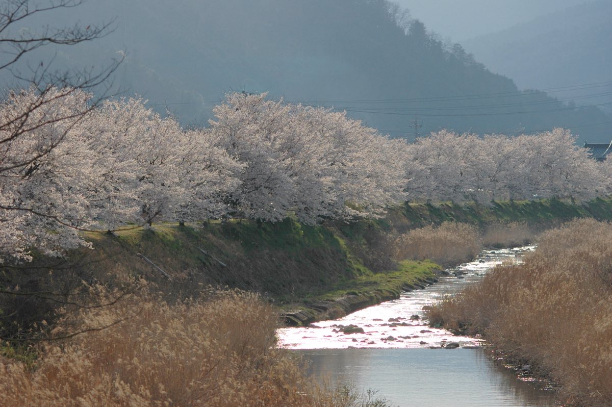 Cherry blossom along a riverbank