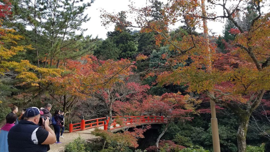 Maple trees in Momijidani Park, Miyajima