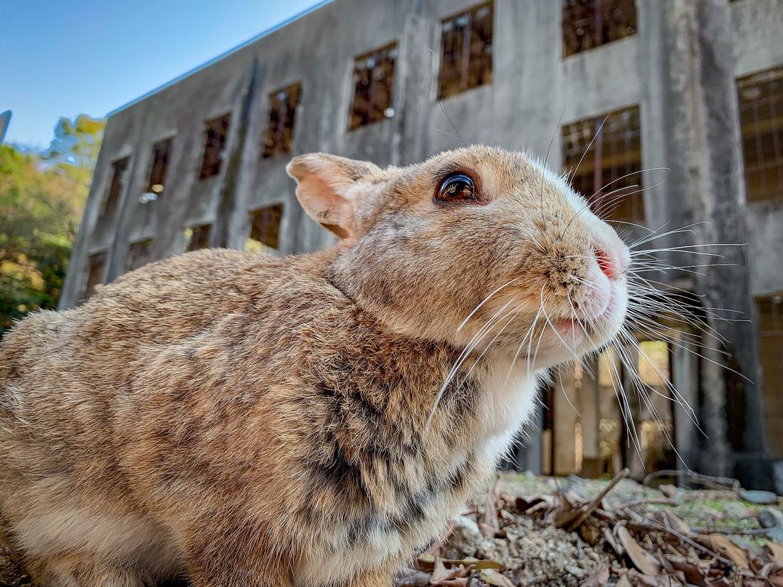 Rabbits on Okunoshima